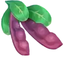 batterfly bean